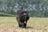 BOUVIER DES FLANDRES 386